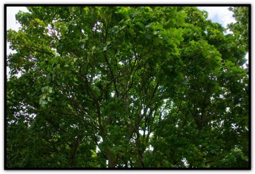 baum