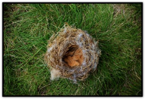 nest