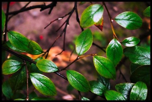 2025-03-23-Sous la pluie douce 01b