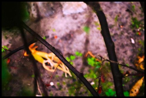 2025-03-23-Sous la pluie douce 03b