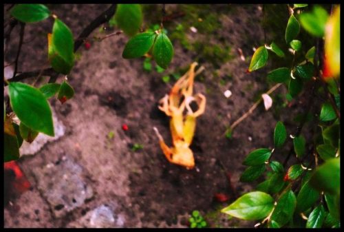 2025-03-23-Sous la pluie douce 04b