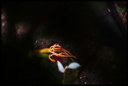 2025-03-23-Sous la pluie douce  07b