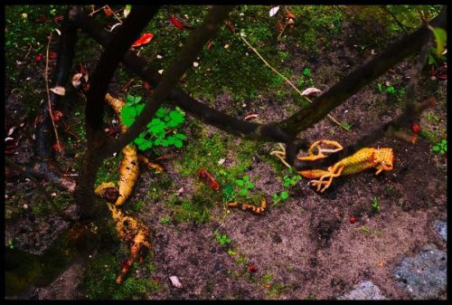 2025-03-23-Sous la pluie douce  08b