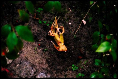2025-03-23-Sous la pluie douce  09b