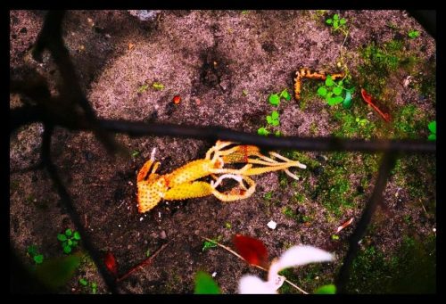 2025-03-23-Sous la pluie douce  10b