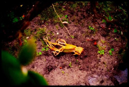2025-03-23-Sous la pluie douce 11b